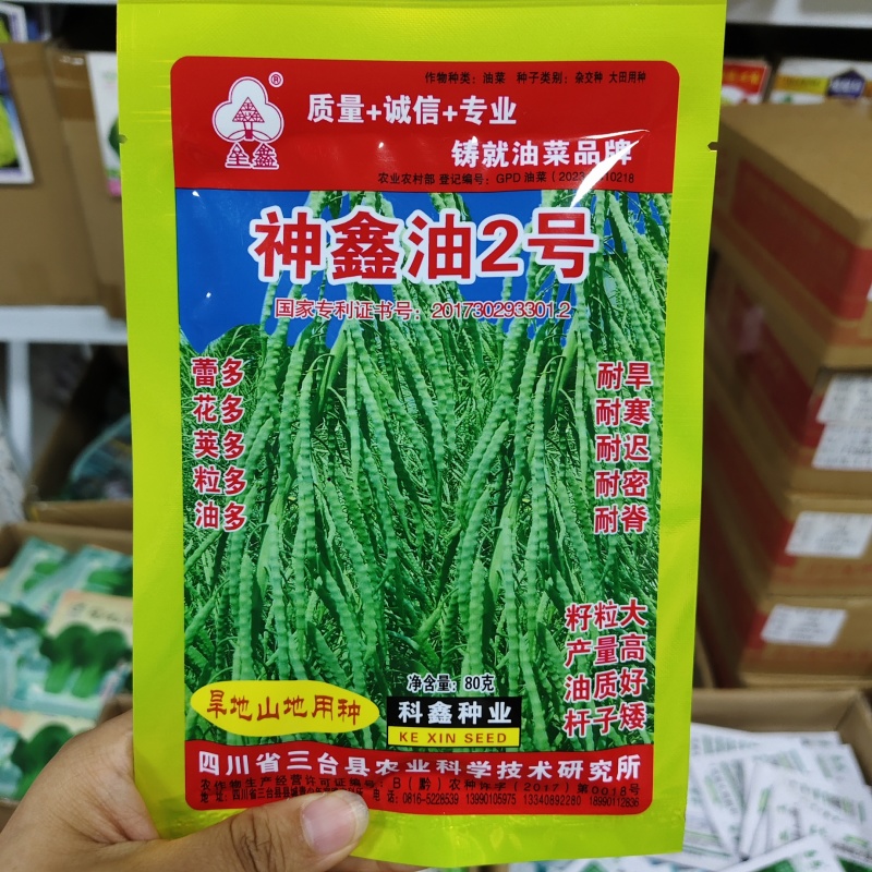 神鑫油2号油菜种子浓香型实心杆油菜籽种子高含油耐寒耐旱