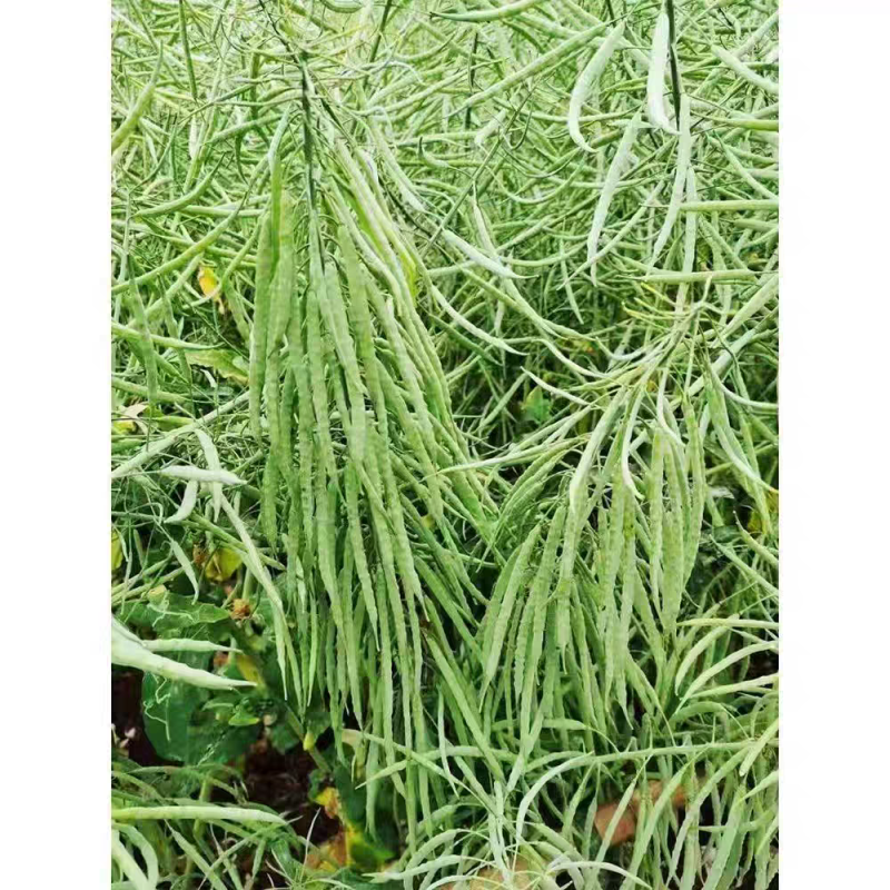 神鑫油2号油菜种子浓香型实心杆油菜籽种子高含油耐寒耐旱