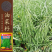 神鑫油2号油菜种子浓香型实心杆油菜籽种子高含油耐寒耐旱