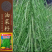 神鑫油2号油菜种子浓香型实心杆油菜籽种子高含油耐寒耐旱