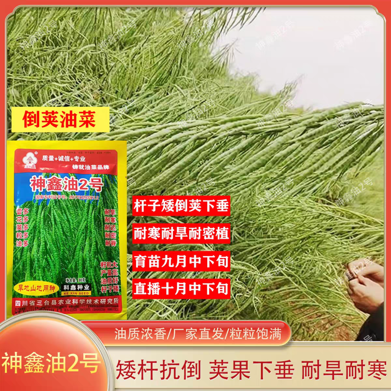 神鑫油2号油菜种子浓香型实心杆油菜籽种子高含油耐寒耐旱