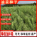 神鑫油2号油菜种子浓香型实心杆油菜籽种子高含油耐寒耐旱