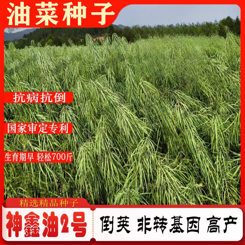神鑫油2号油菜种子浓香型实心杆油菜籽种子高含油耐寒耐旱