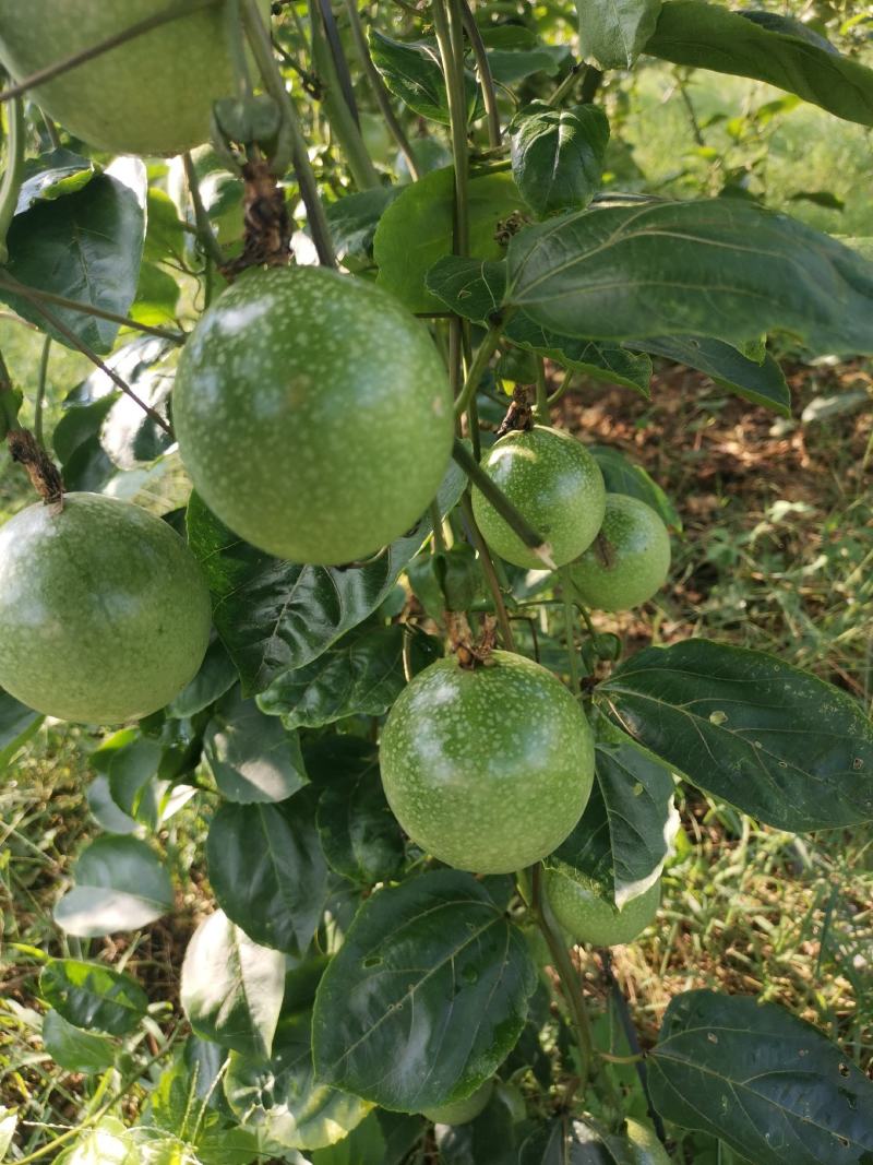 钦蜜9号黄金百香果