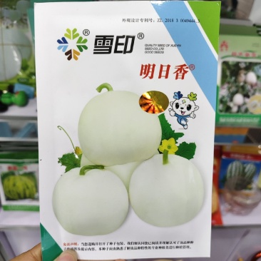 雪印明日香甜瓜种子薄皮特甜甜瓜种子白绿肉香甜可口