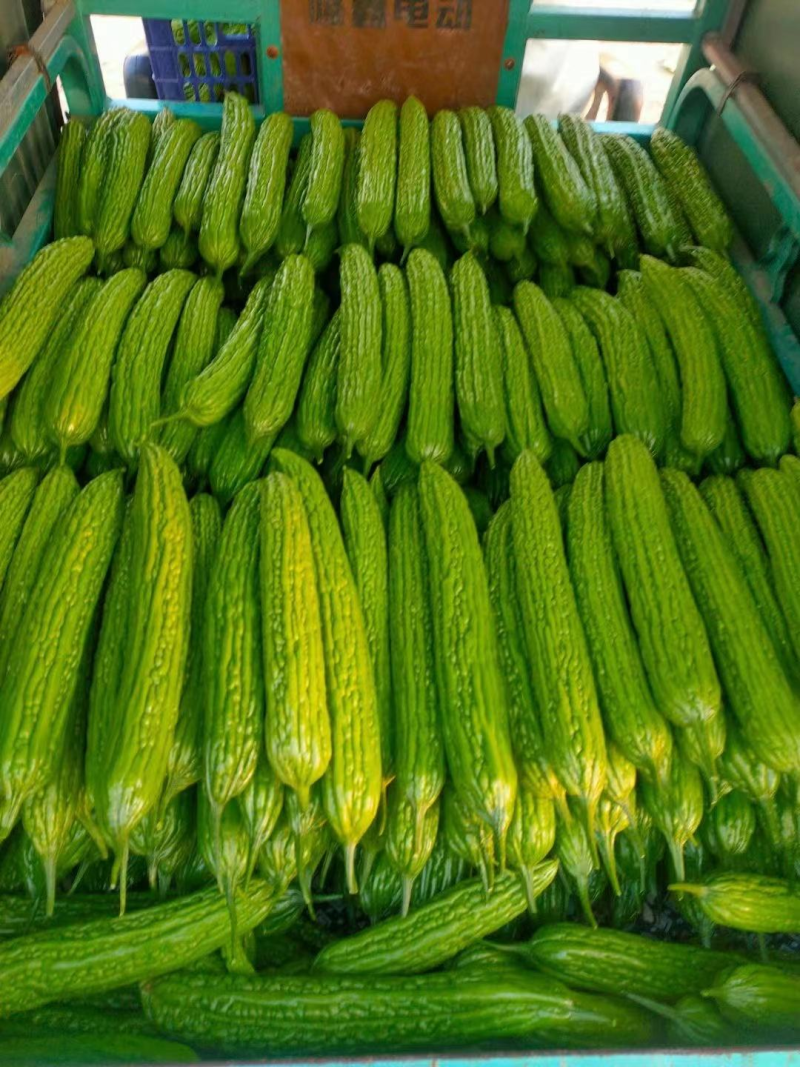 山东精品绿皮苦瓜大量上市中，一手货源量大价优，视频看货