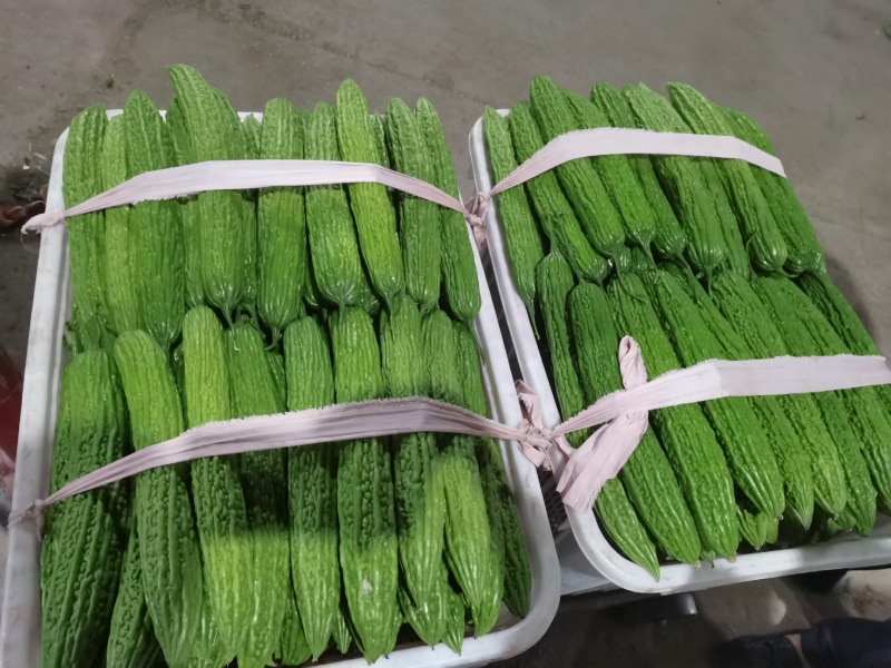 山东精品绿皮苦瓜大量上市中，一手货源量大价优，视频看货