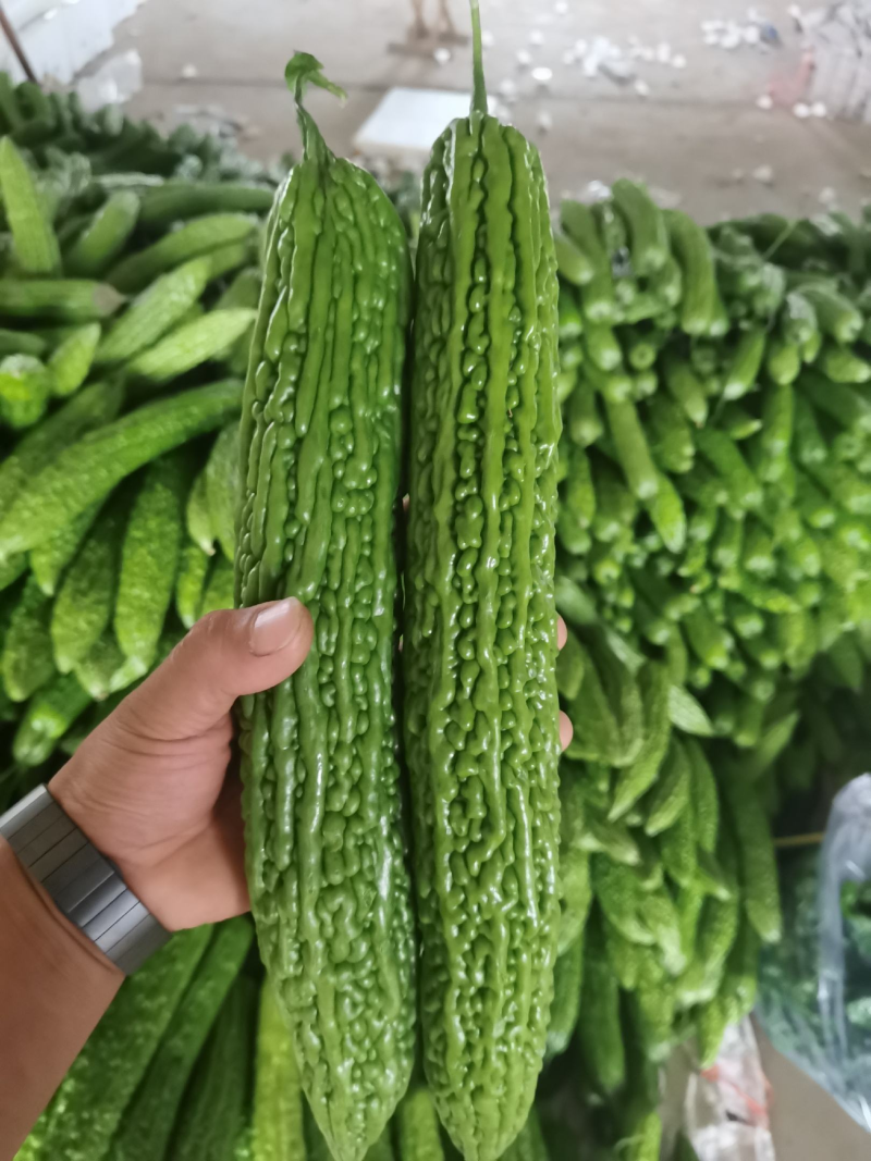 山东精品绿皮苦瓜大量上市中，一手货源量大价优，视频看货