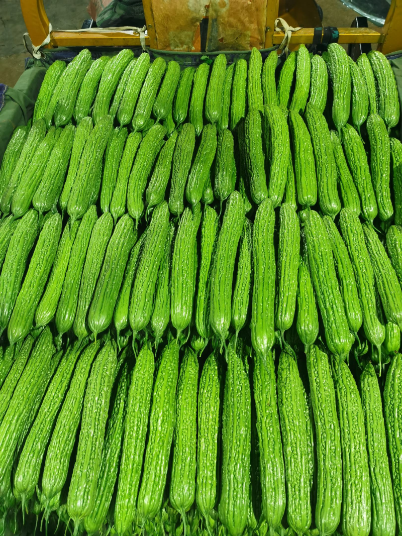 山东精品绿皮苦瓜大量上市中，一手货源量大价优，视频看货