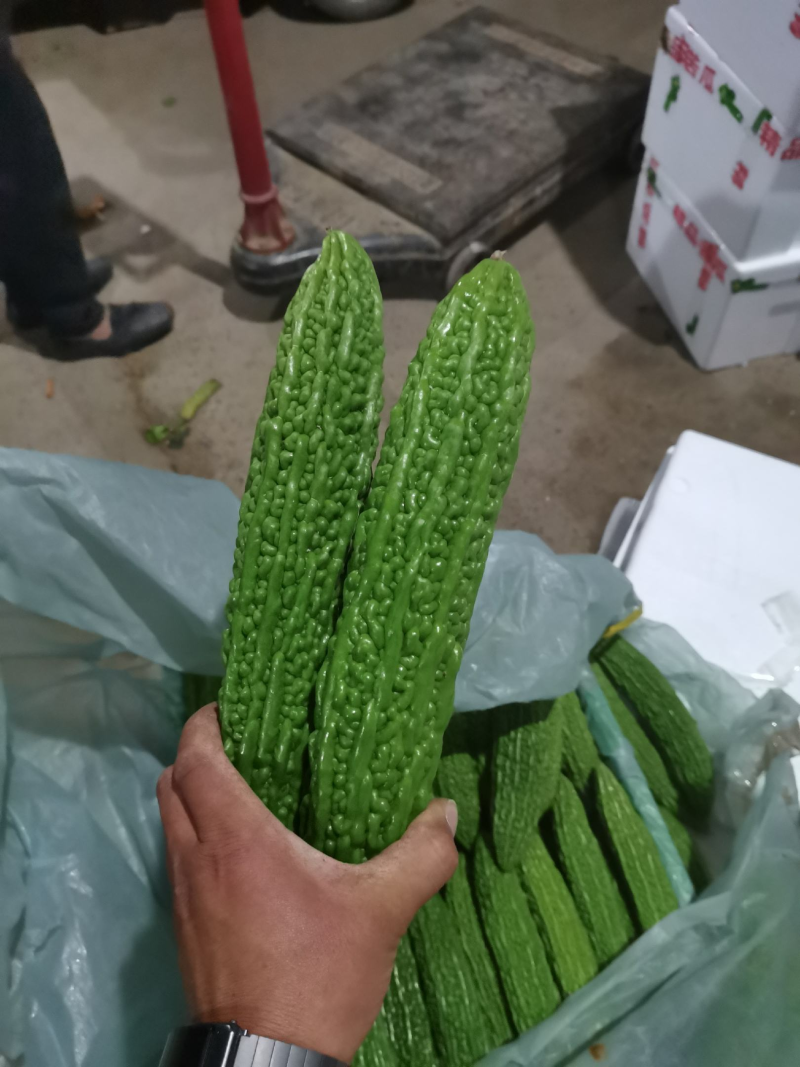 山东精品绿皮苦瓜大量上市中，一手货源量大价优，视频看货