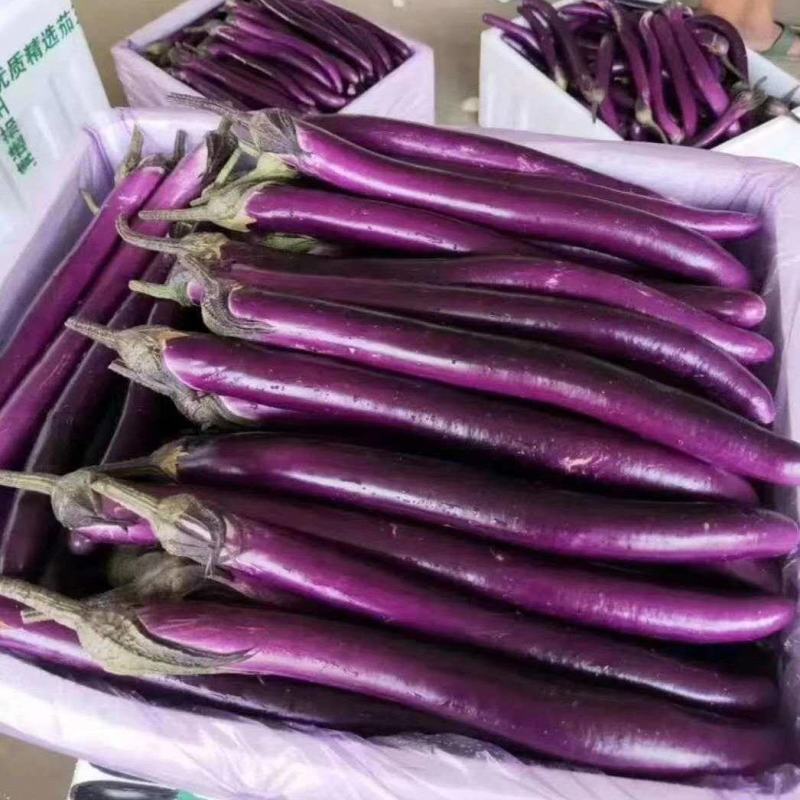 山东精品红线茄大量上市中，基地直发一手货源，视频看货致电