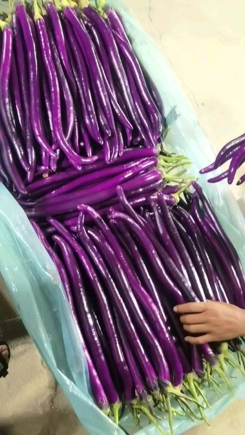 山东精品红线茄大量上市中，基地直发一手货源，视频看货致电
