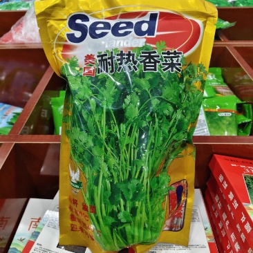 美国耐热香菜种子铁杆油面大叶香菜种籽四季种植