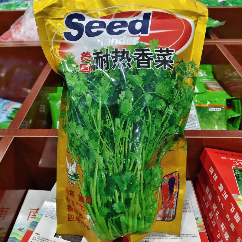 美国耐热香菜种子铁杆油面大叶香菜种籽四季种植