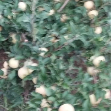 陕西早熟嘎啦苹果，即将上市电话***********