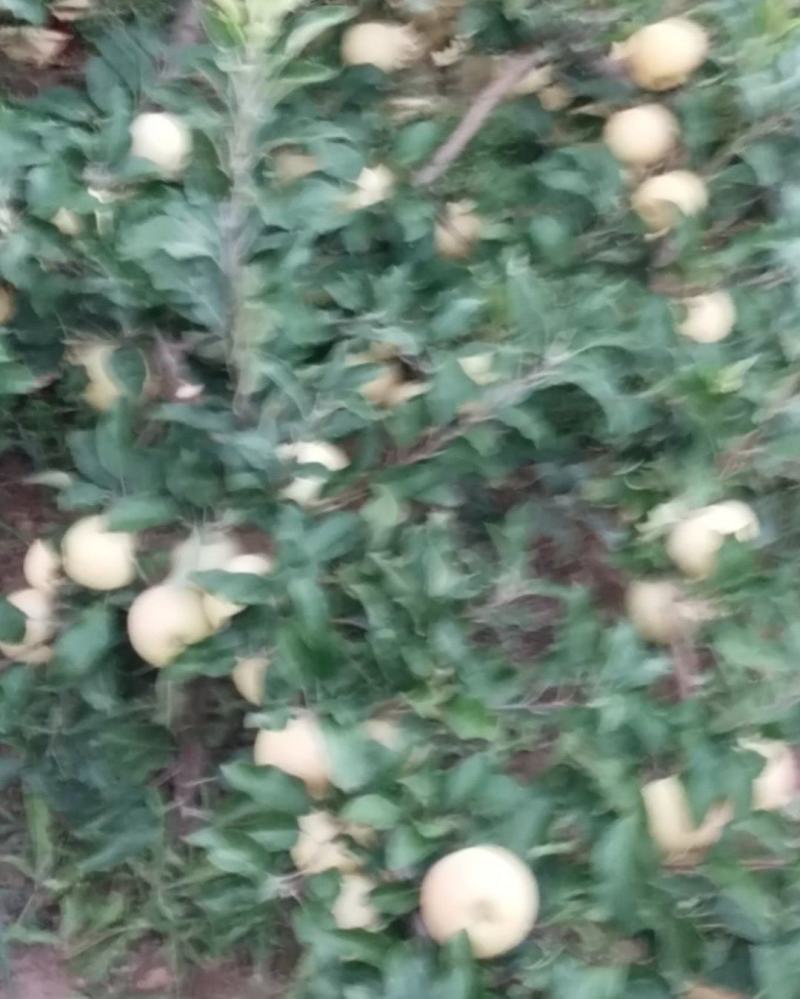 陕西早熟嘎啦苹果，即将上市电话***********