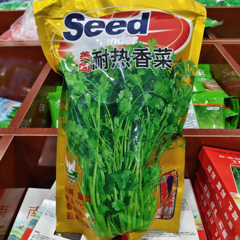 美国耐热香菜种子铁杆油面大叶香菜种籽四季种植