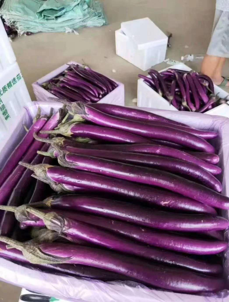 山东精品红线茄大量上市中，基地直发一手货源，视频看货致电