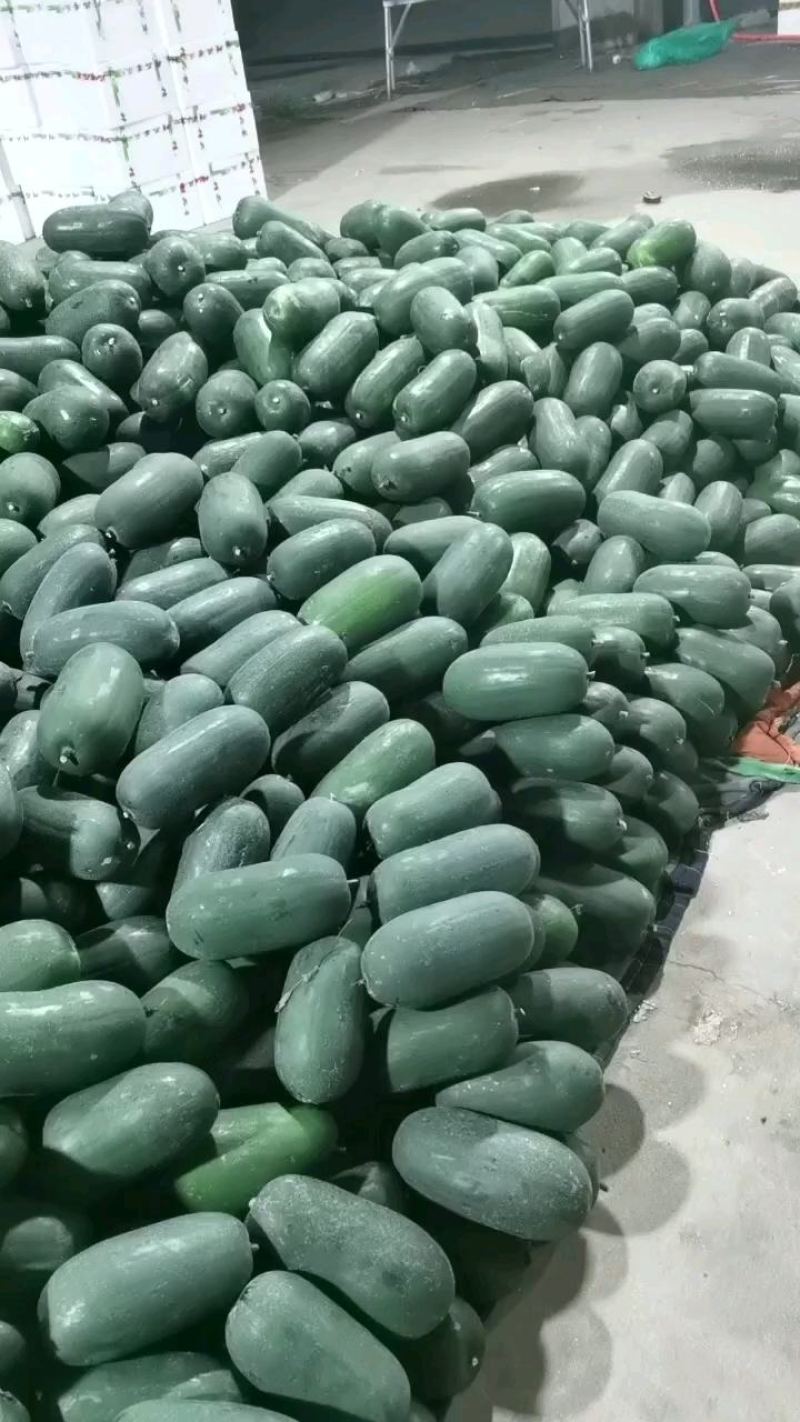 山东精品冬瓜水果冬瓜，代发全国视频看货，欢迎致电