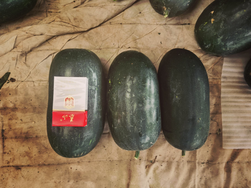 山东精品冬瓜水果冬瓜，代发全国视频看货，欢迎致电