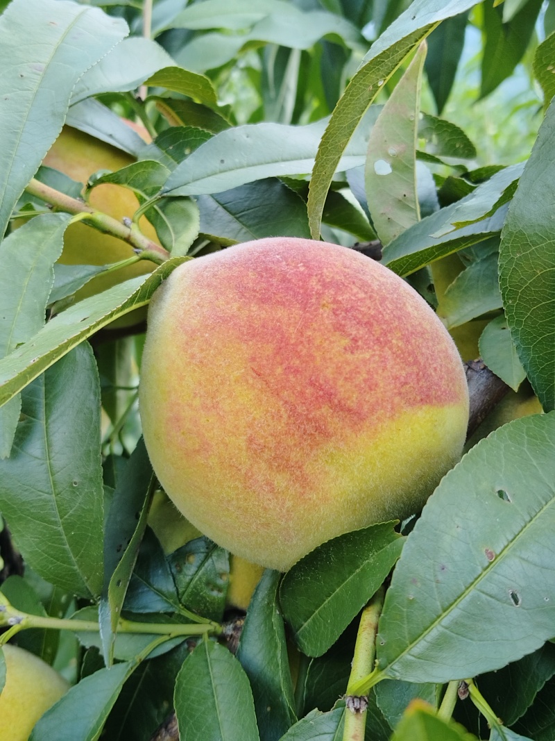高山锦绣黄桃