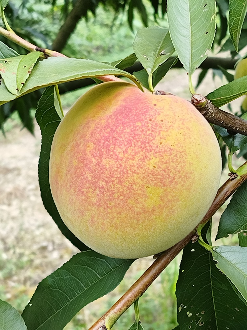 高山锦绣黄桃