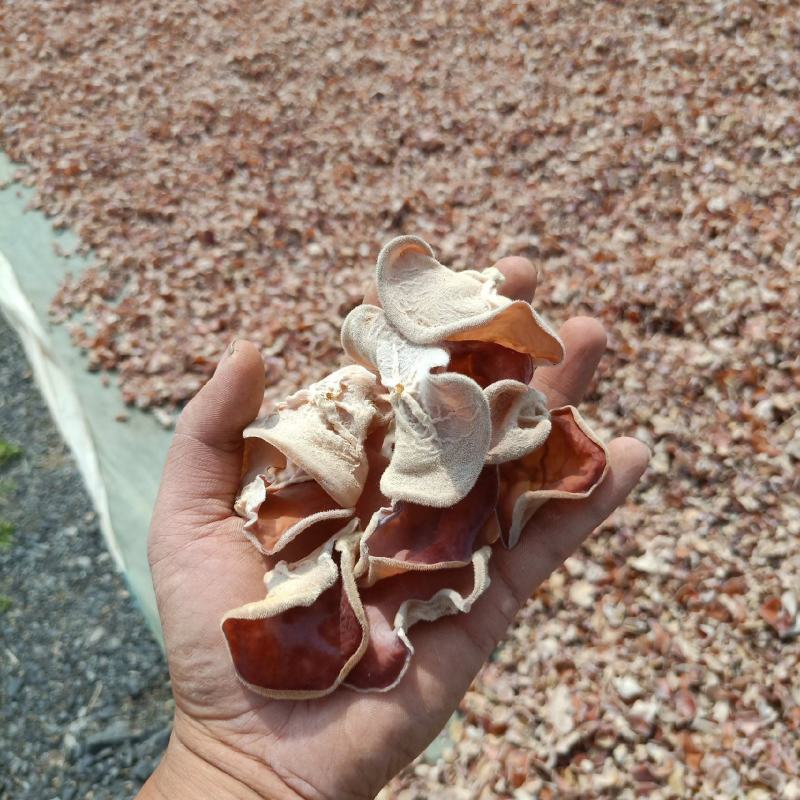 贵妃粉木耳农场直销大量现货四季供应