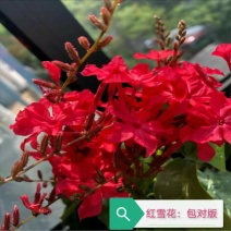 耐热红雪花苗盆栽:庭院美化绿植阳台花卉蓝雪花盆栽大苗