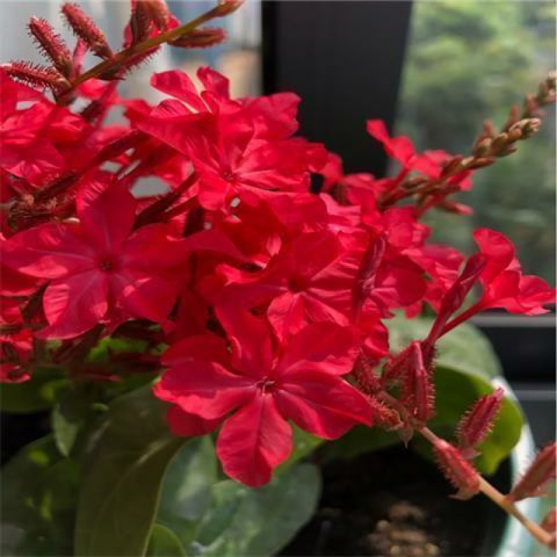 耐热红雪花苗盆栽:庭院美化绿植阳台花卉蓝雪花盆栽大苗