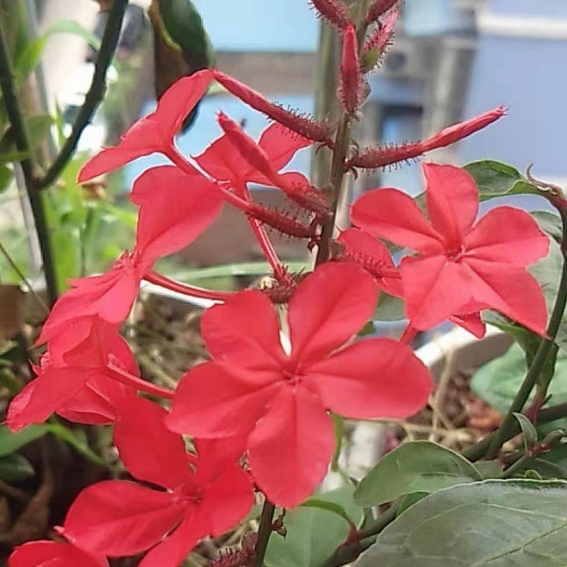 耐热红雪花苗盆栽:庭院美化绿植阳台花卉蓝雪花盆栽大苗