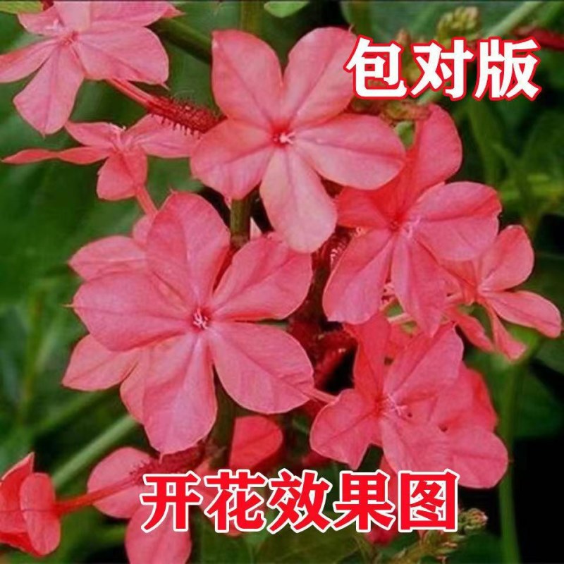 耐热红雪花苗盆栽:庭院美化绿植阳台花卉蓝雪花盆栽大苗