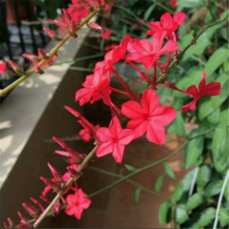 耐热红雪花苗盆栽:庭院美化绿植阳台花卉蓝雪花盆栽大苗