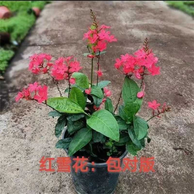 耐热红雪花苗盆栽:庭院美化绿植阳台花卉蓝雪花盆栽大苗