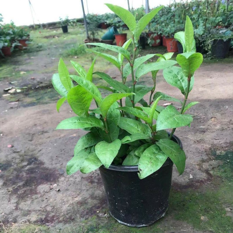 耐热红雪花苗盆栽:庭院美化绿植阳台花卉蓝雪花盆栽大苗