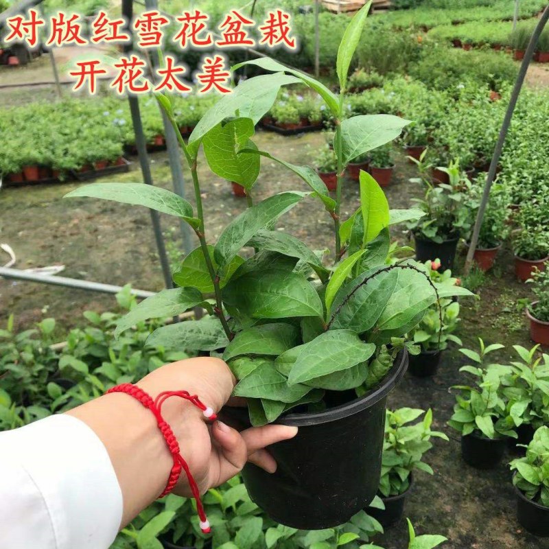 耐热红雪花苗盆栽:庭院美化绿植阳台花卉蓝雪花盆栽大苗