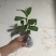 耐热红雪花苗盆栽:庭院美化绿植阳台花卉蓝雪花盆栽大苗