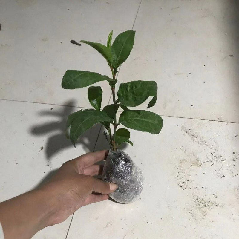 耐热红雪花苗盆栽:庭院美化绿植阳台花卉蓝雪花盆栽大苗