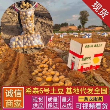 《希森6号&希森土豆》黄皮黄心/个头大薯形好/全国代发