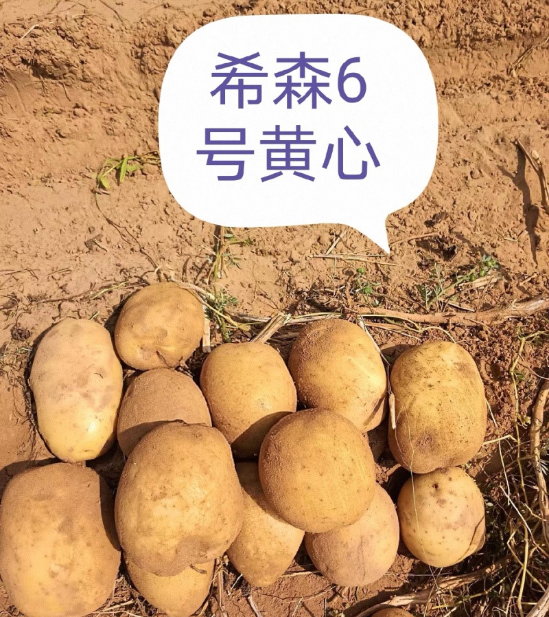 《希森土豆》希森系列土豆马铃薯/内蒙古土豆/黄心黄皮土豆