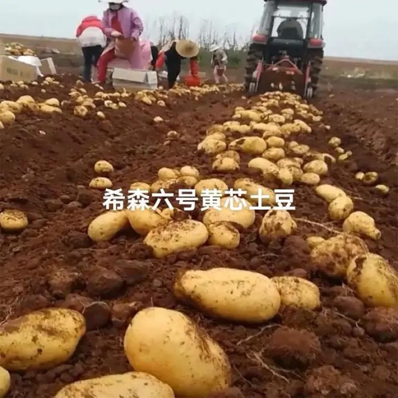 《希森土豆》希森系列土豆马铃薯/内蒙古土豆/黄心黄皮土豆