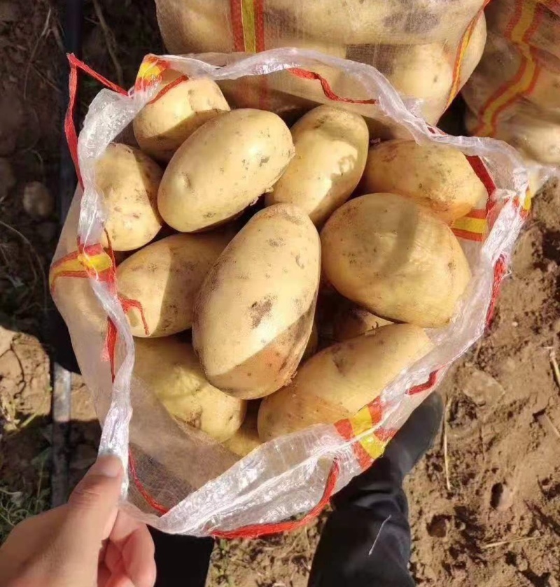 《希森土豆》希森系列土豆马铃薯/内蒙古土豆/黄心黄皮土豆