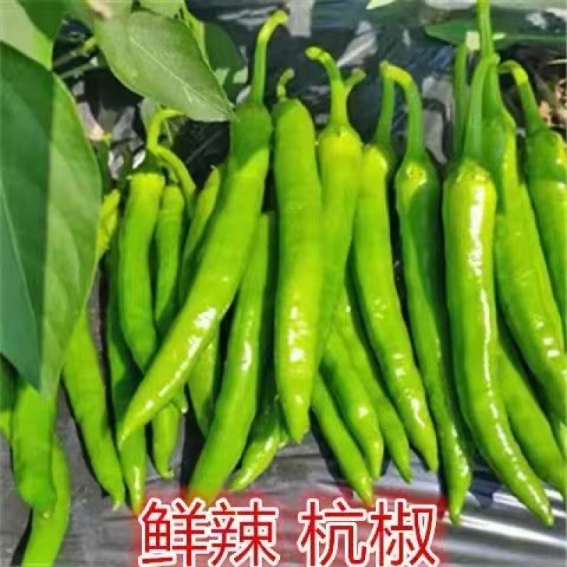 杭椒