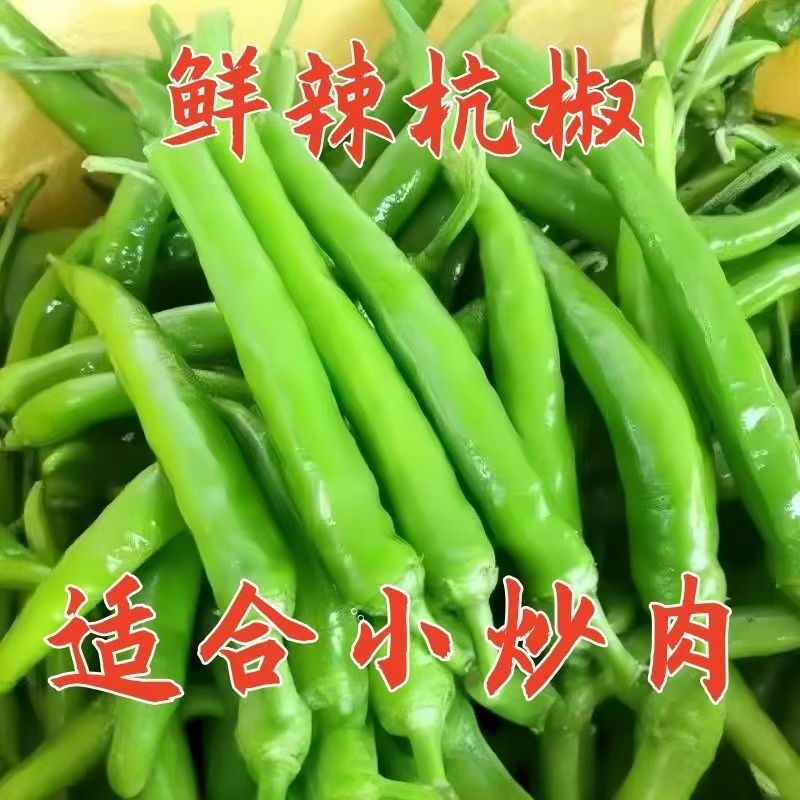 河南精品鲜辣椒杭椒鲜辣杭椒新鲜大量上市一手货源
