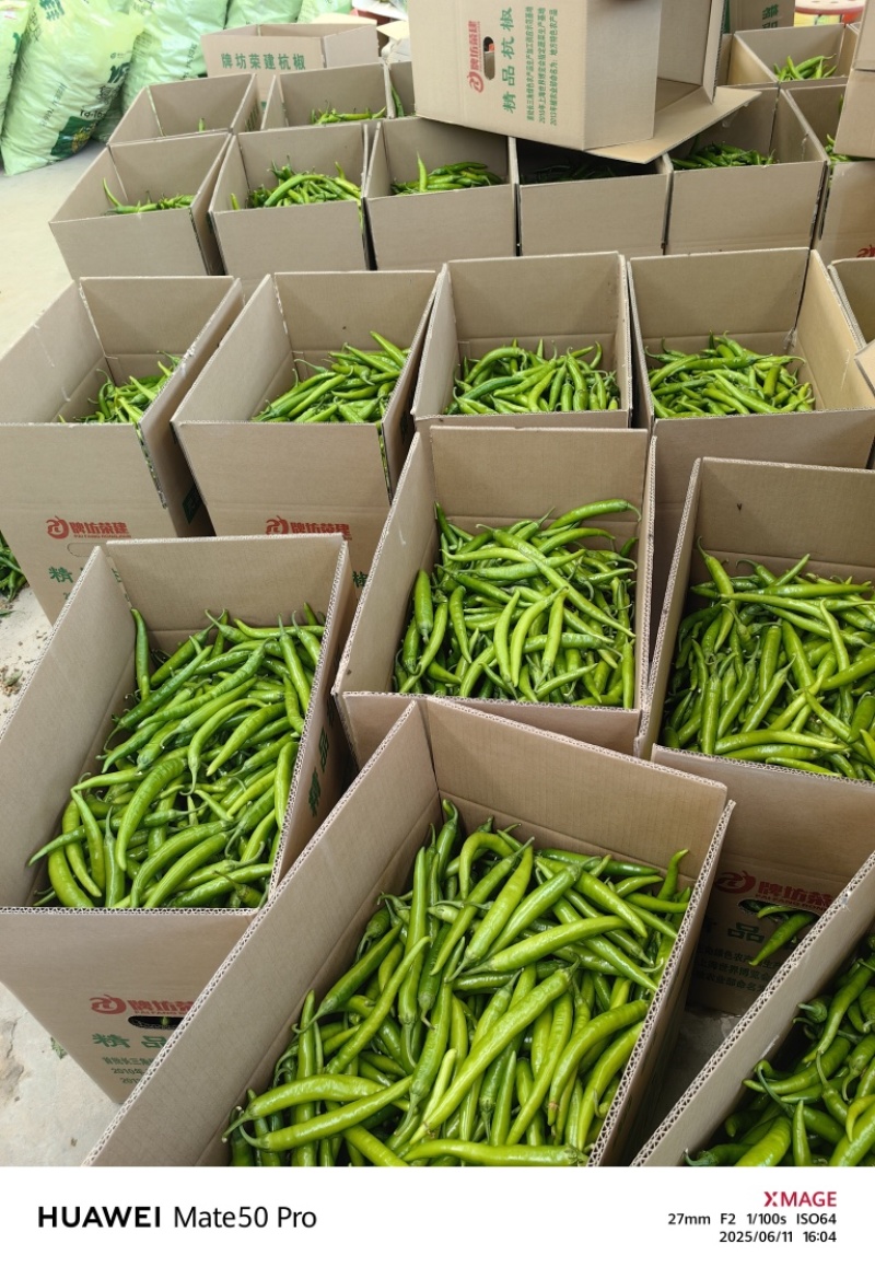 河南精品鲜辣椒杭椒鲜辣杭椒新鲜大量上市一手货源