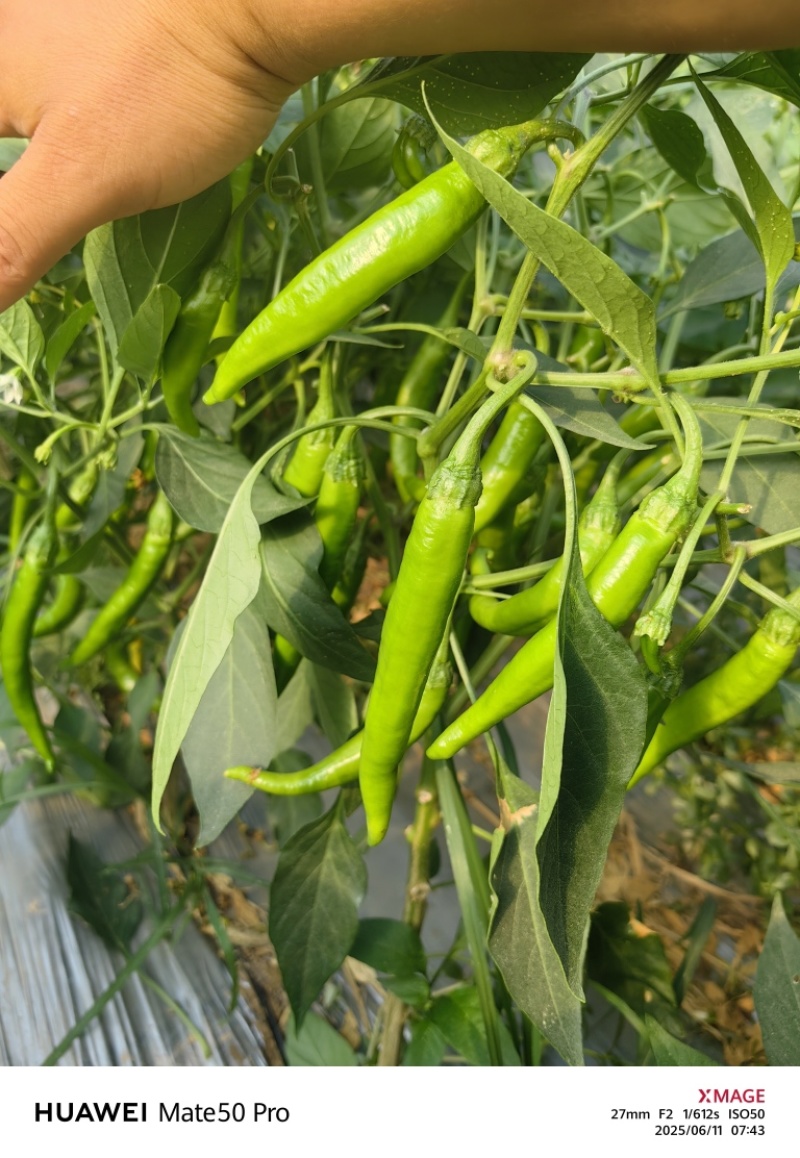 河南精品鲜辣椒杭椒鲜辣杭椒新鲜大量上市一手货源
