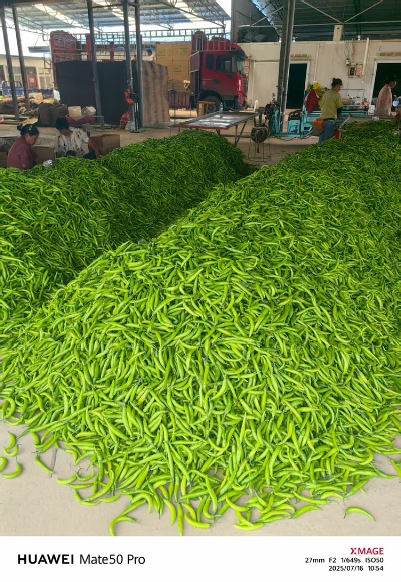 河南精品鲜辣椒杭椒鲜辣杭椒新鲜大量上市一手货源