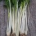 四川乐山自贡基地批发芹菜。白芹菜大量上市大吉的货