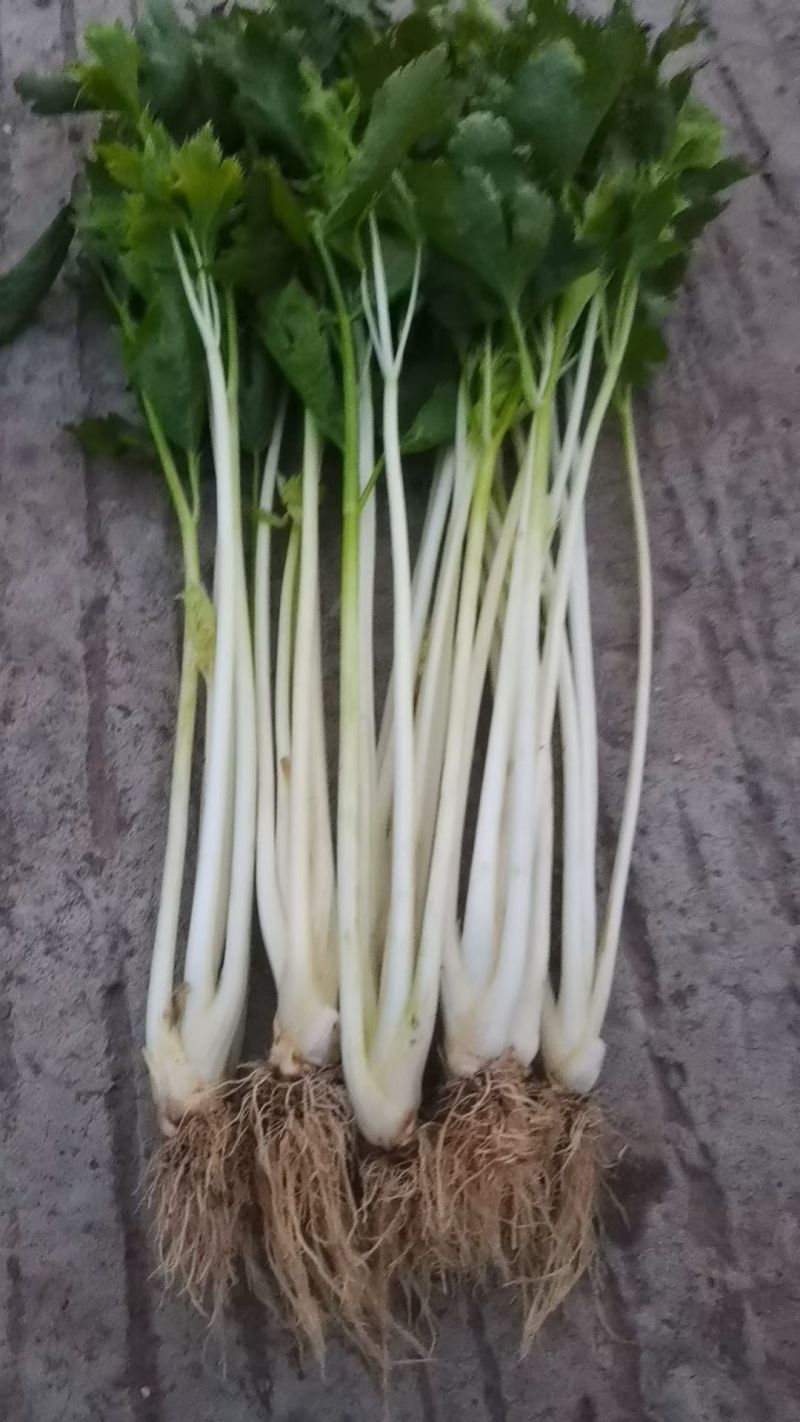 四川乐山自贡基地批发芹菜。白芹菜大量上市大吉的货