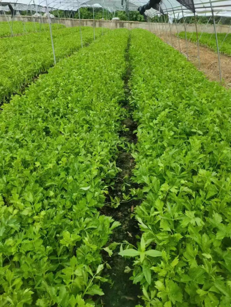 四川乐山自贡基地批发芹菜。白芹菜大量上市大吉的货