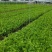 四川乐山自贡基地批发芹菜。白芹菜大量上市大吉的货
